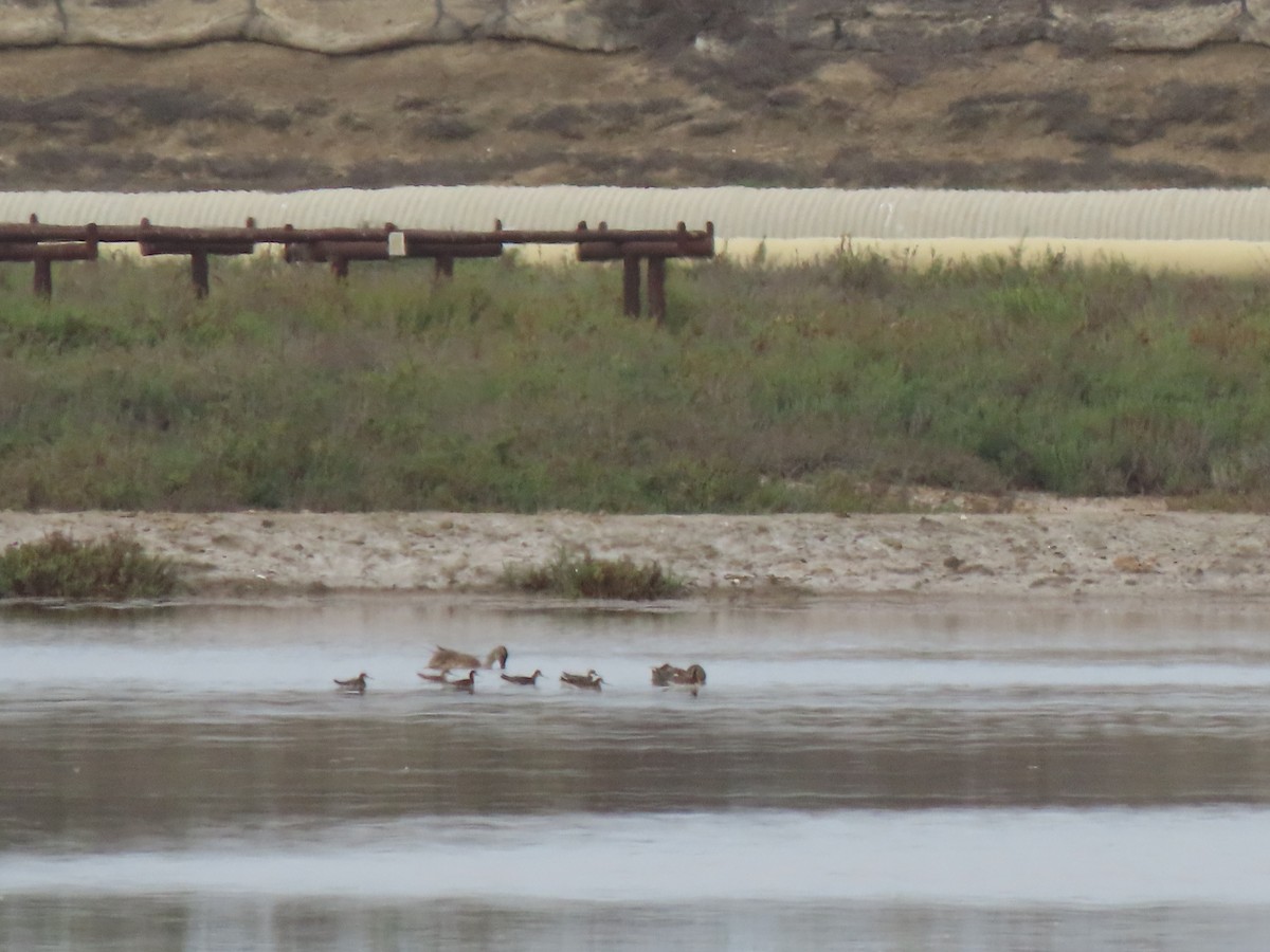 Wilson's Phalarope - ML638295544