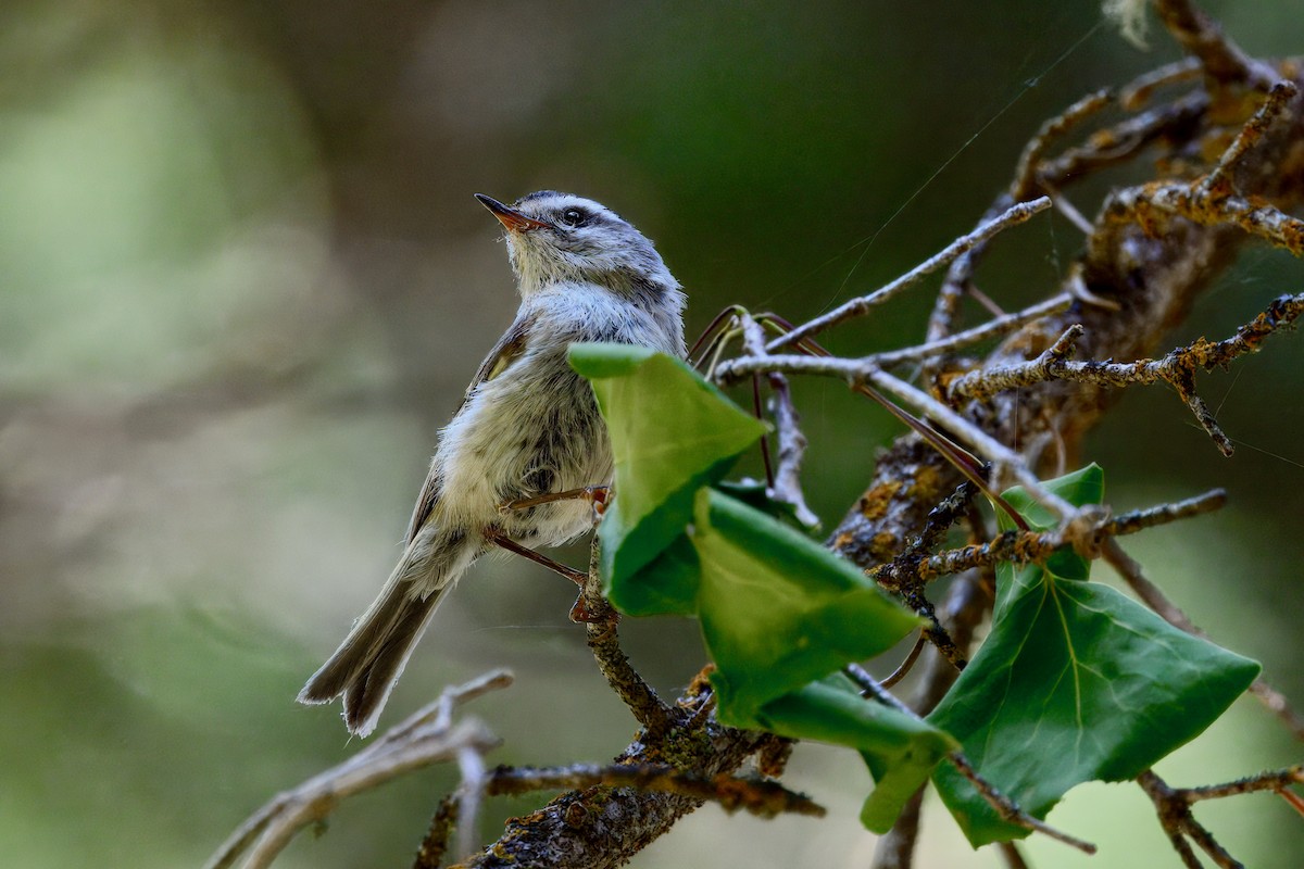Golden-crowned Kinglet - ML638295545