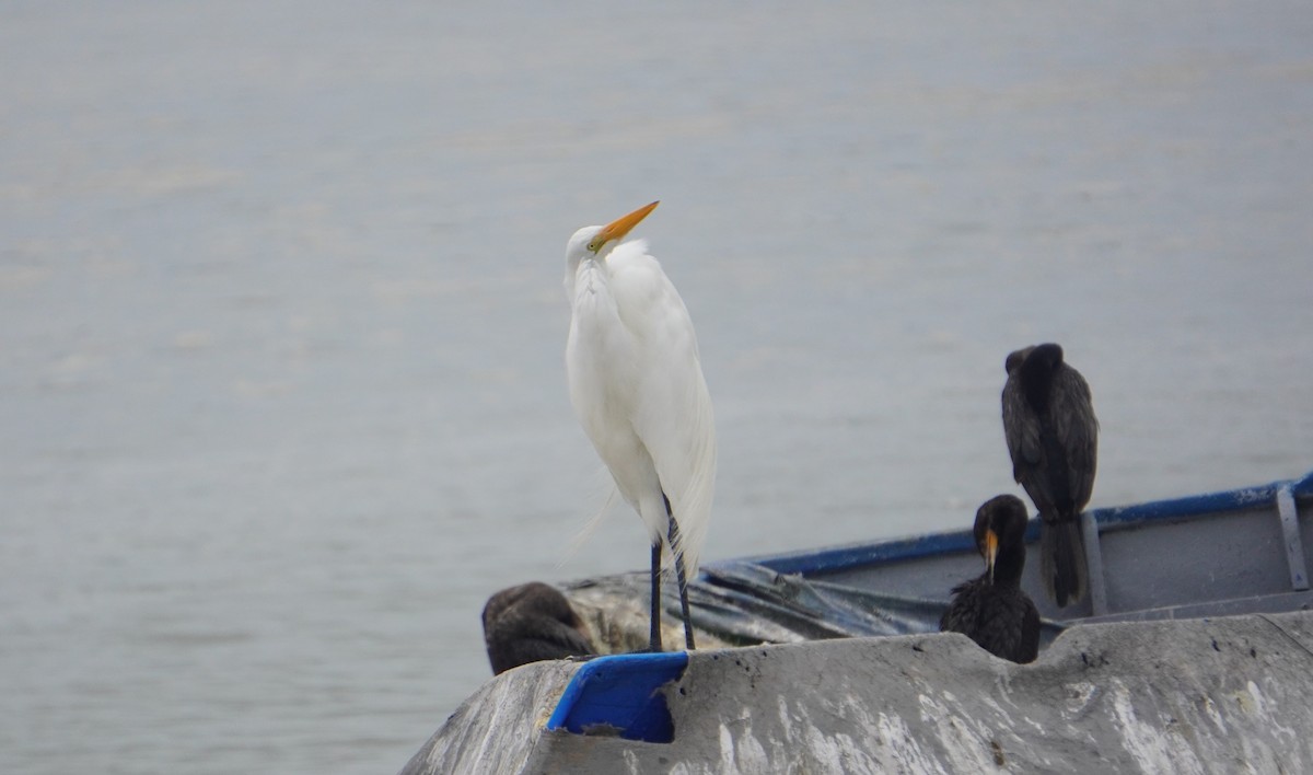 Great Egret - ML638295550