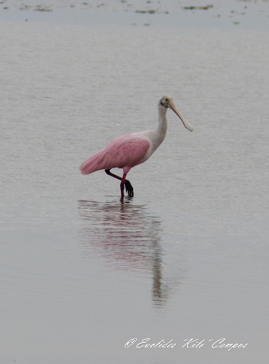 Roseate Spoonbill - ML638295562