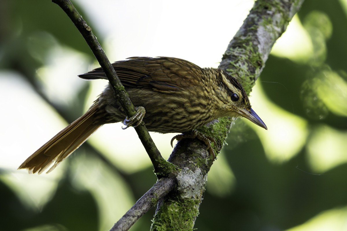 Pale-browed Treehunter - ML638295570