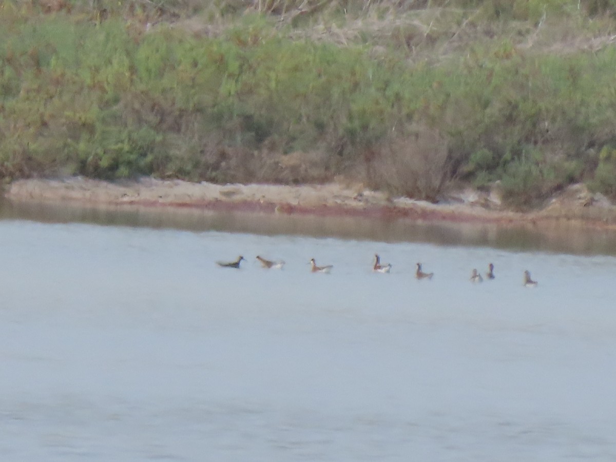 Wilson's Phalarope - ML638295573