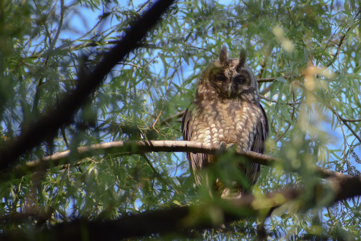 Stygian Owl - ML638295578