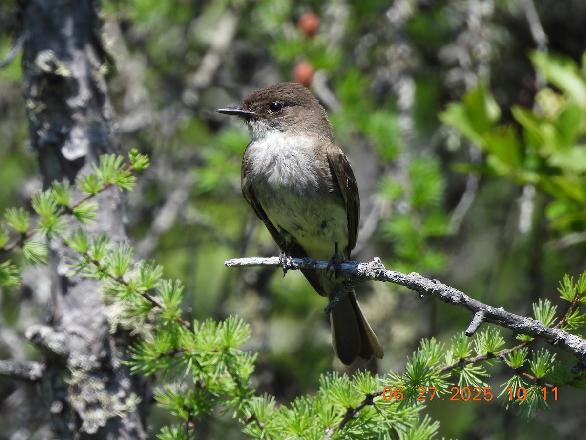 Eastern Phoebe - ML638295579