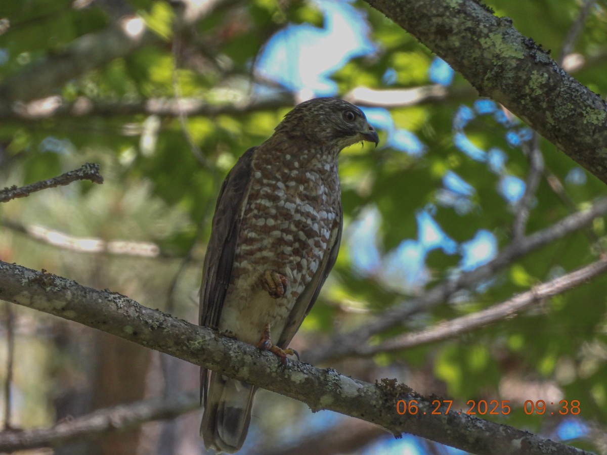 Broad-winged Hawk - ML638295580