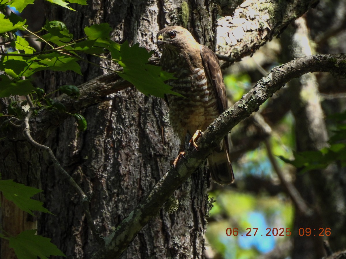 Broad-winged Hawk - ML638295581