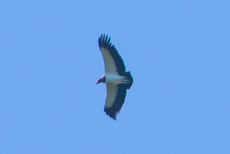 King Vulture - ML638295584