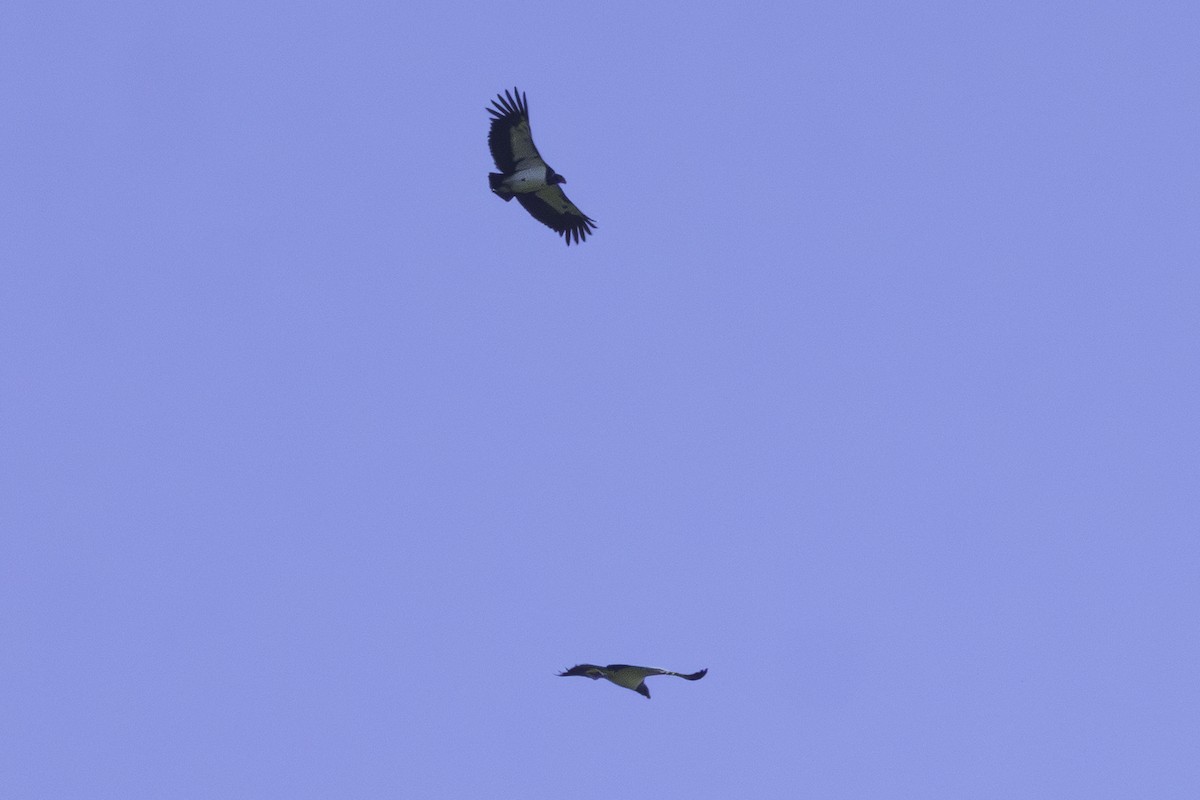 King Vulture - ML638295585