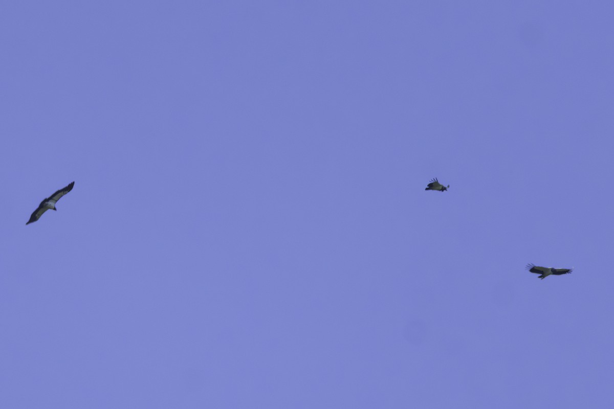 King Vulture - ML638295586