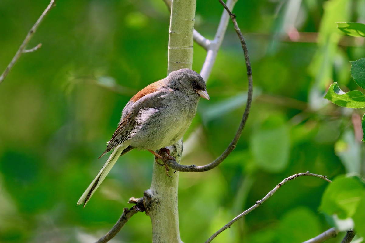 Dark-eyed Junco (Gray-headed) - ML638295591