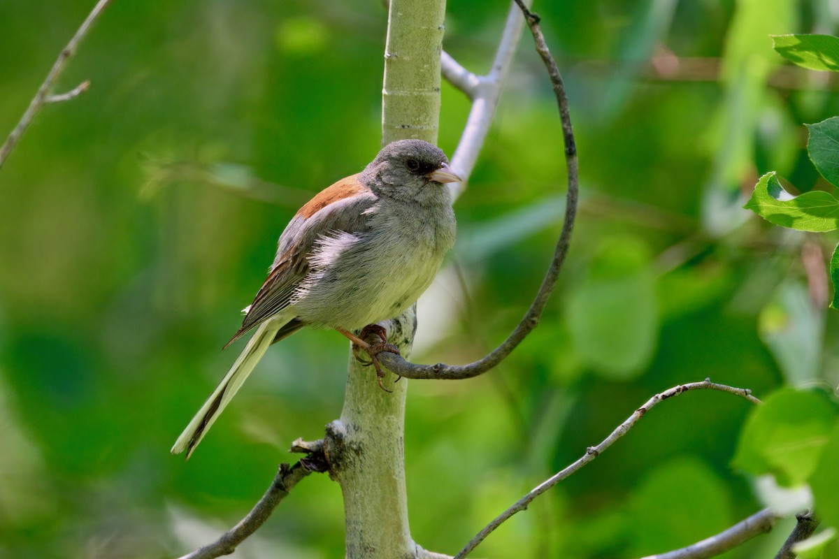 Dark-eyed Junco (Gray-headed) - ML638295592
