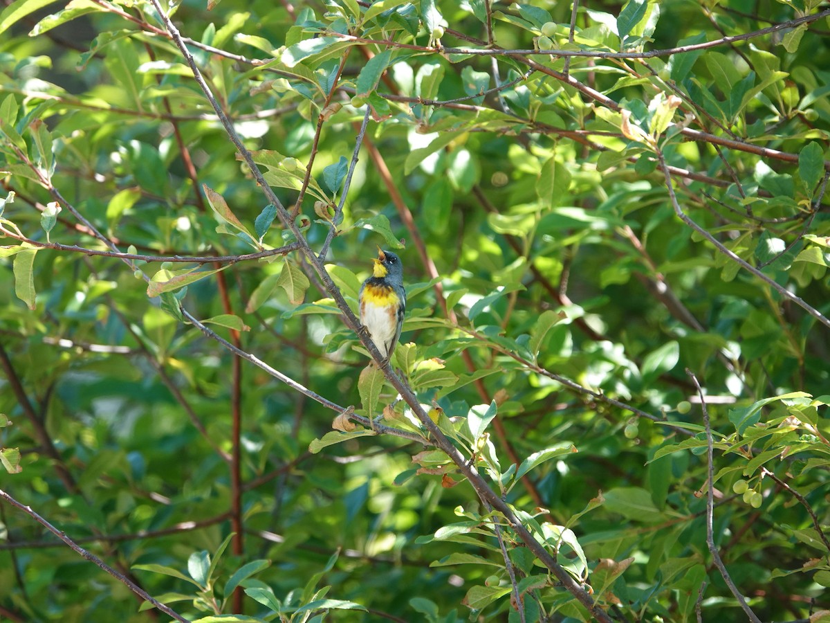 Northern Parula - ML638295593
