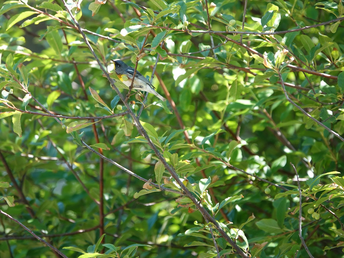 Northern Parula - ML638295594