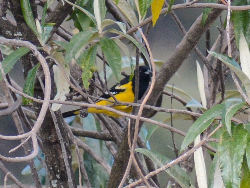 Scott's Oriole - ML638295595