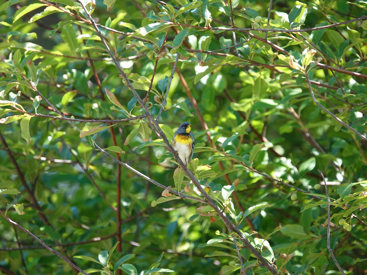 Northern Parula - ML638295598