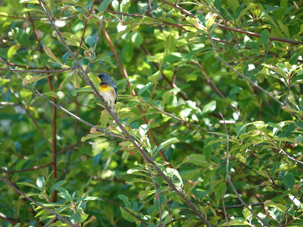 Northern Parula - ML638295599