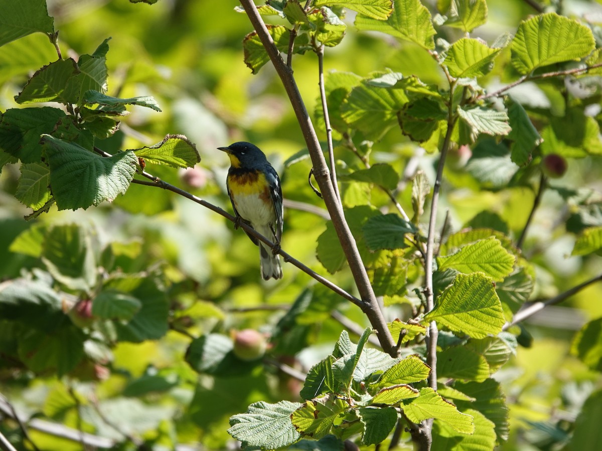 Northern Parula - ML638295600