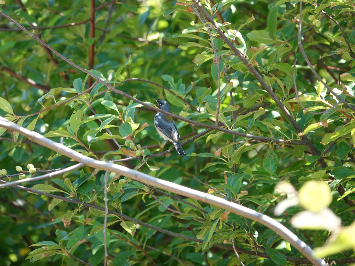 Northern Parula - ML638295604
