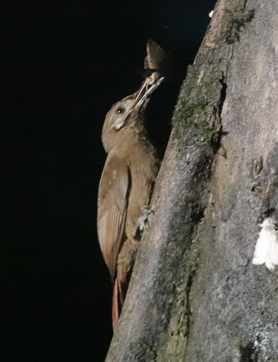 Plain-brown Woodcreeper - ML638295609