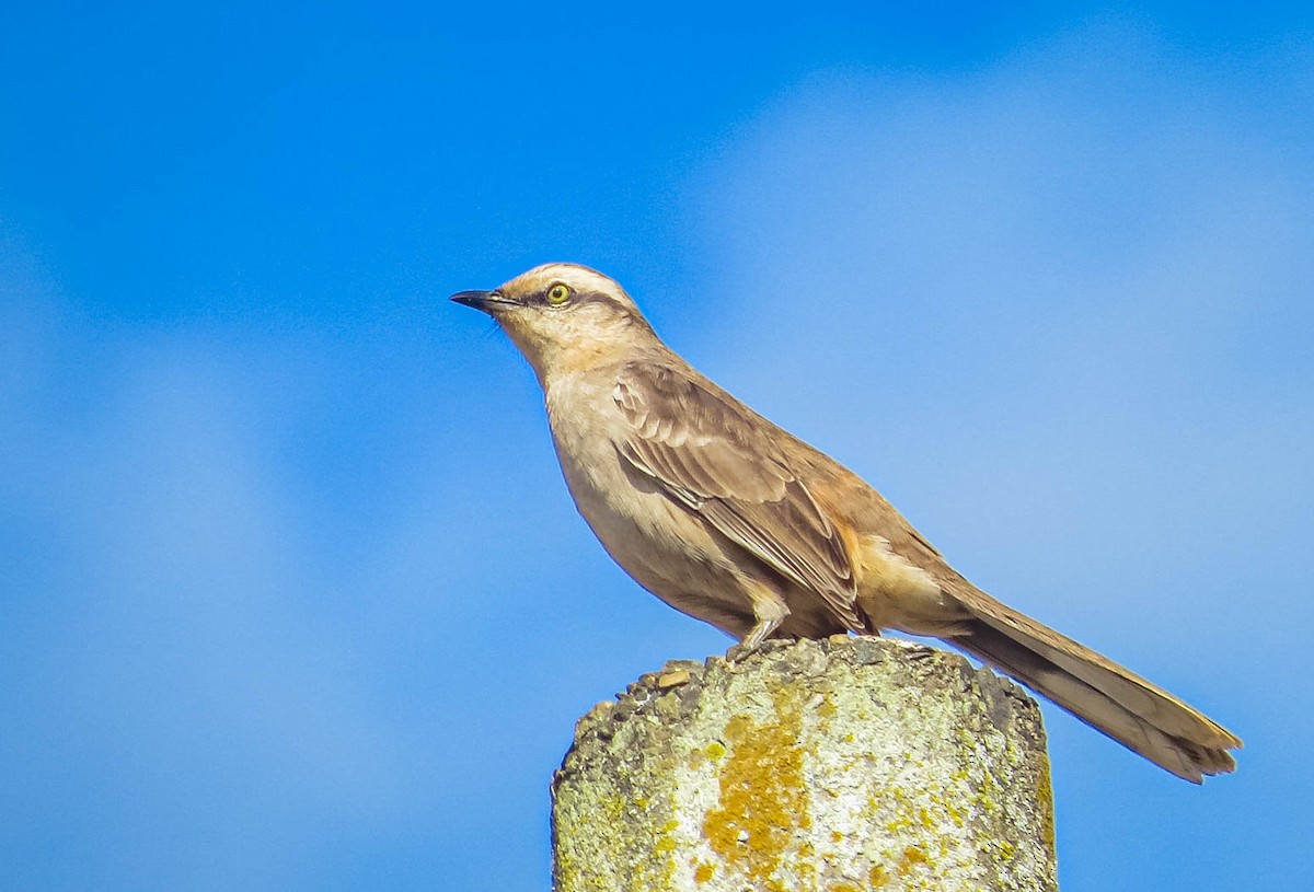 Chalk-browed Mockingbird - ML638295613