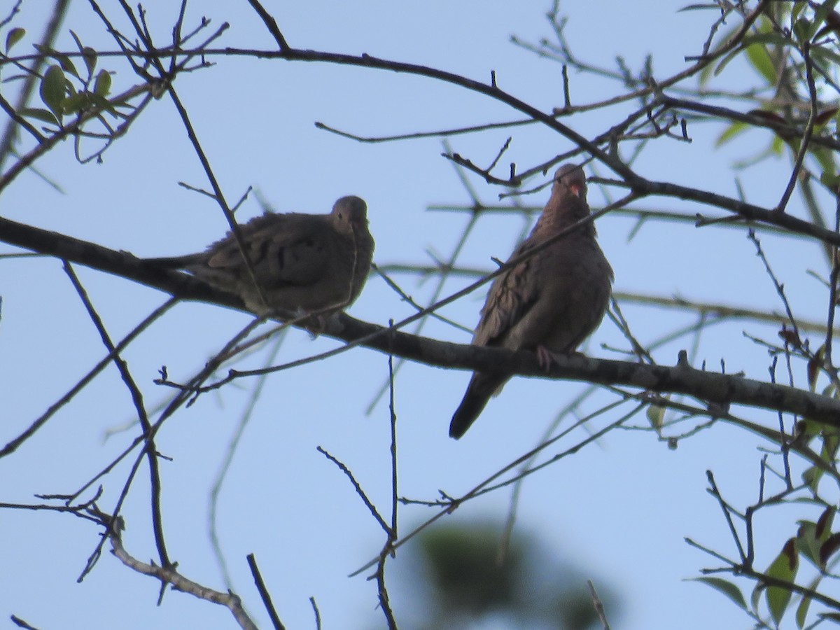 Common Ground Dove - ML638295614