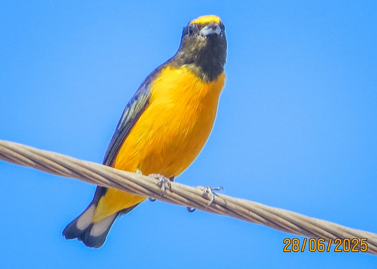 Purple-throated Euphonia - ML638295617