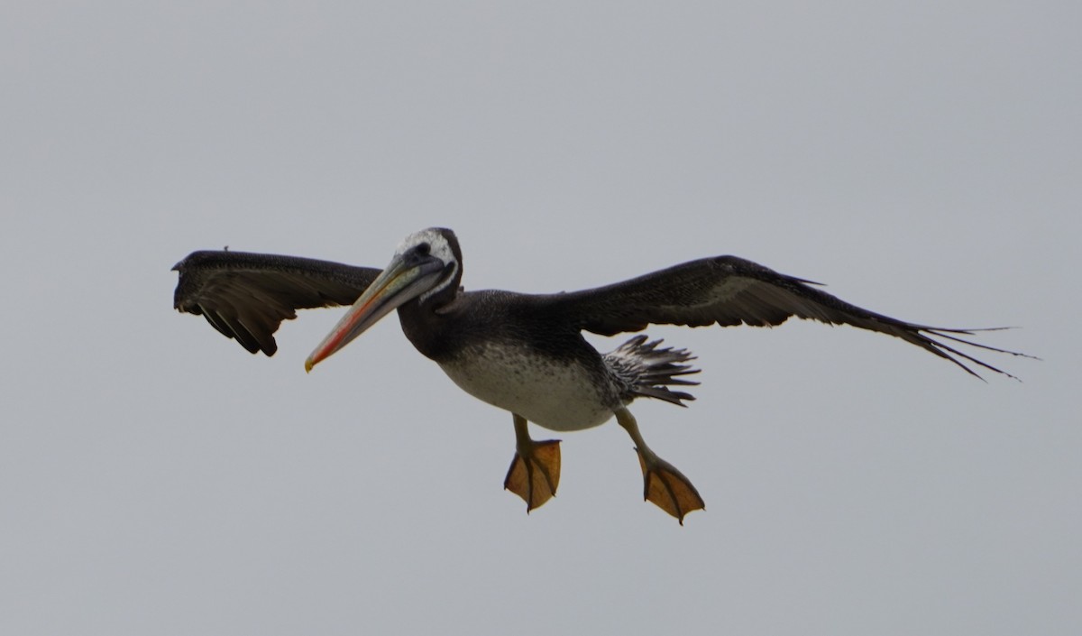 Peruvian Pelican - ML638295618