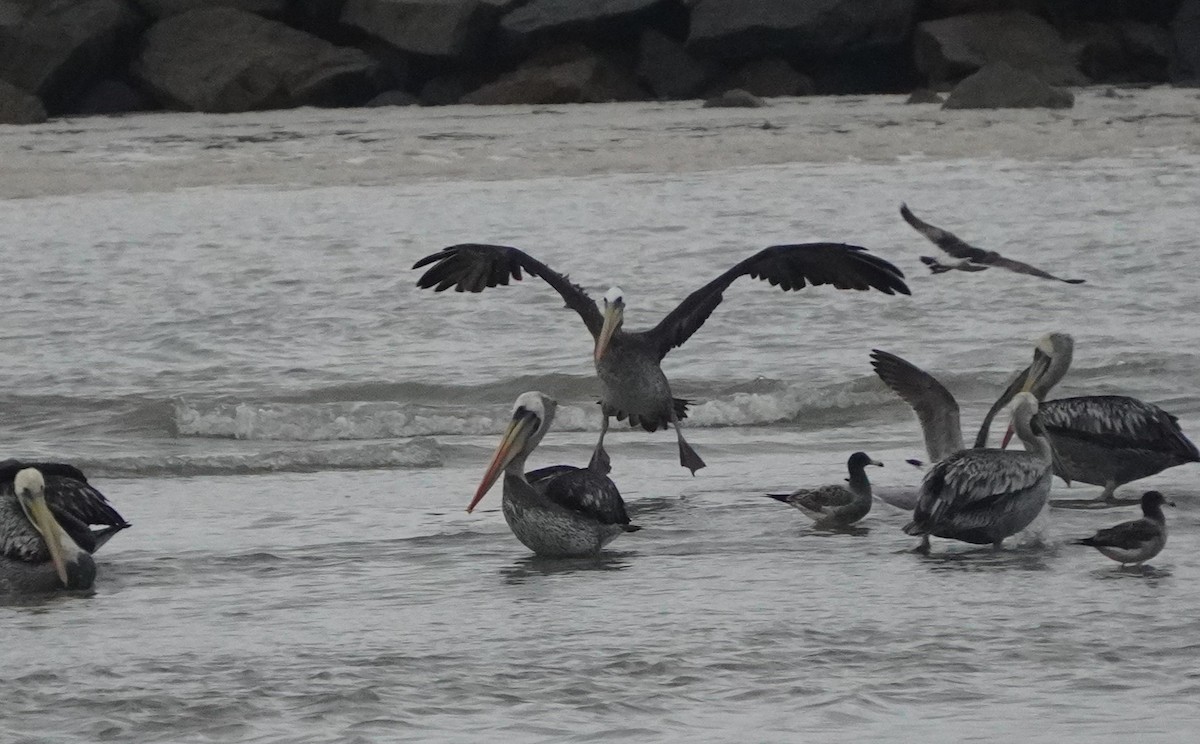 Peruvian Pelican - ML638295619