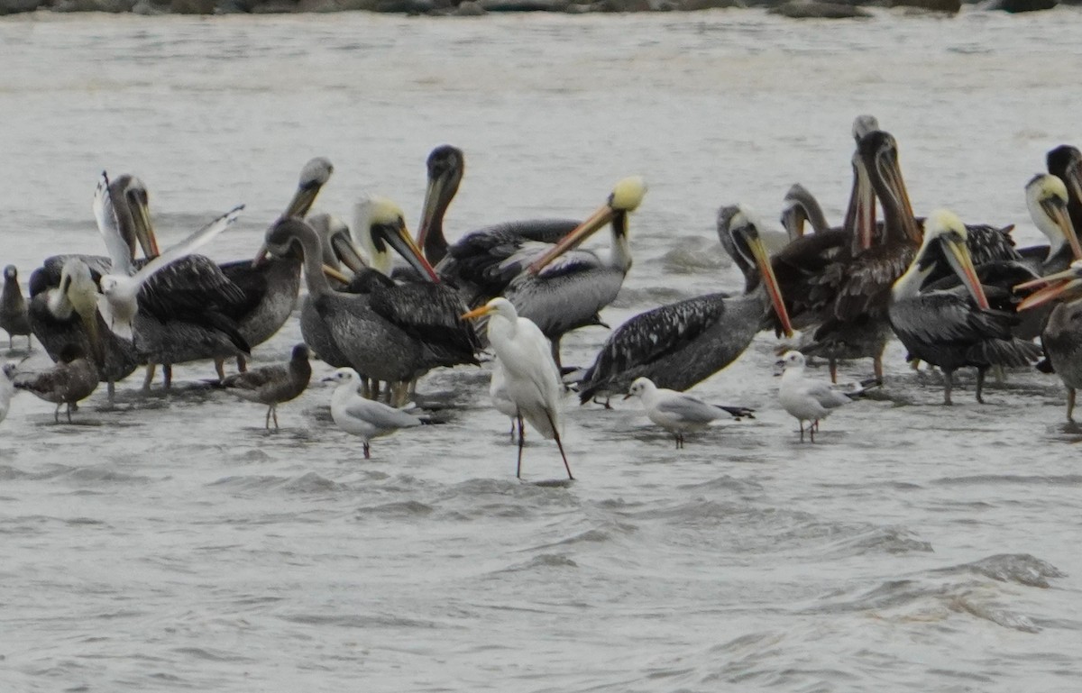 Peruvian Pelican - ML638295620