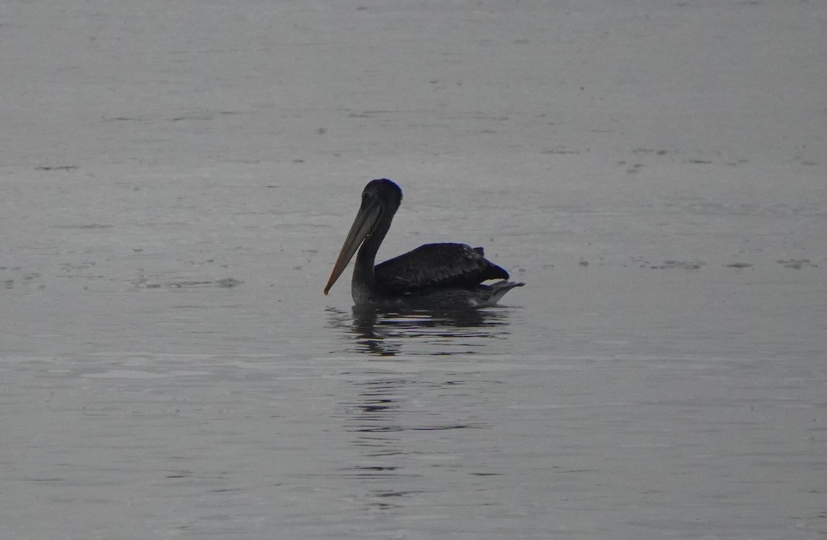 Peruvian Pelican - ML638295621