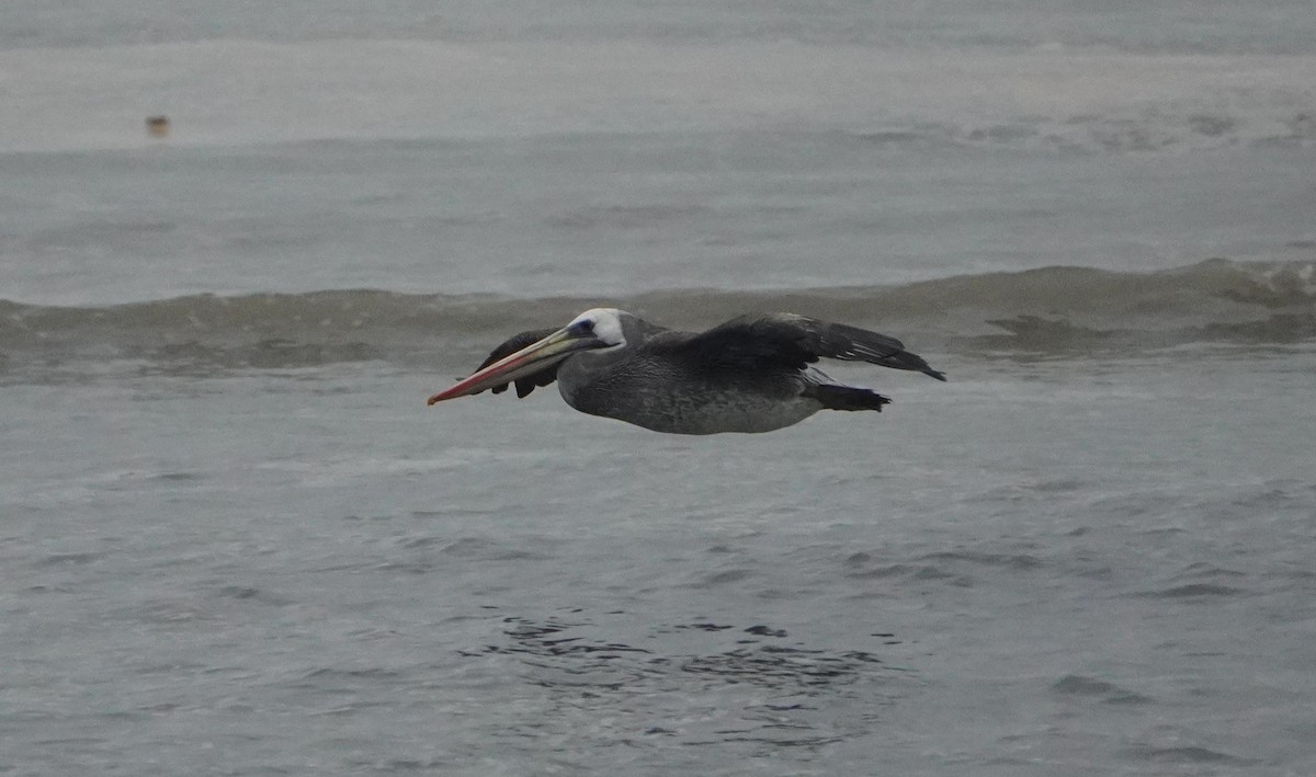 Peruvian Pelican - ML638295622