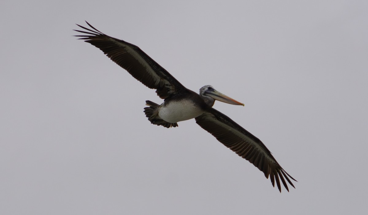 Peruvian Pelican - ML638295623