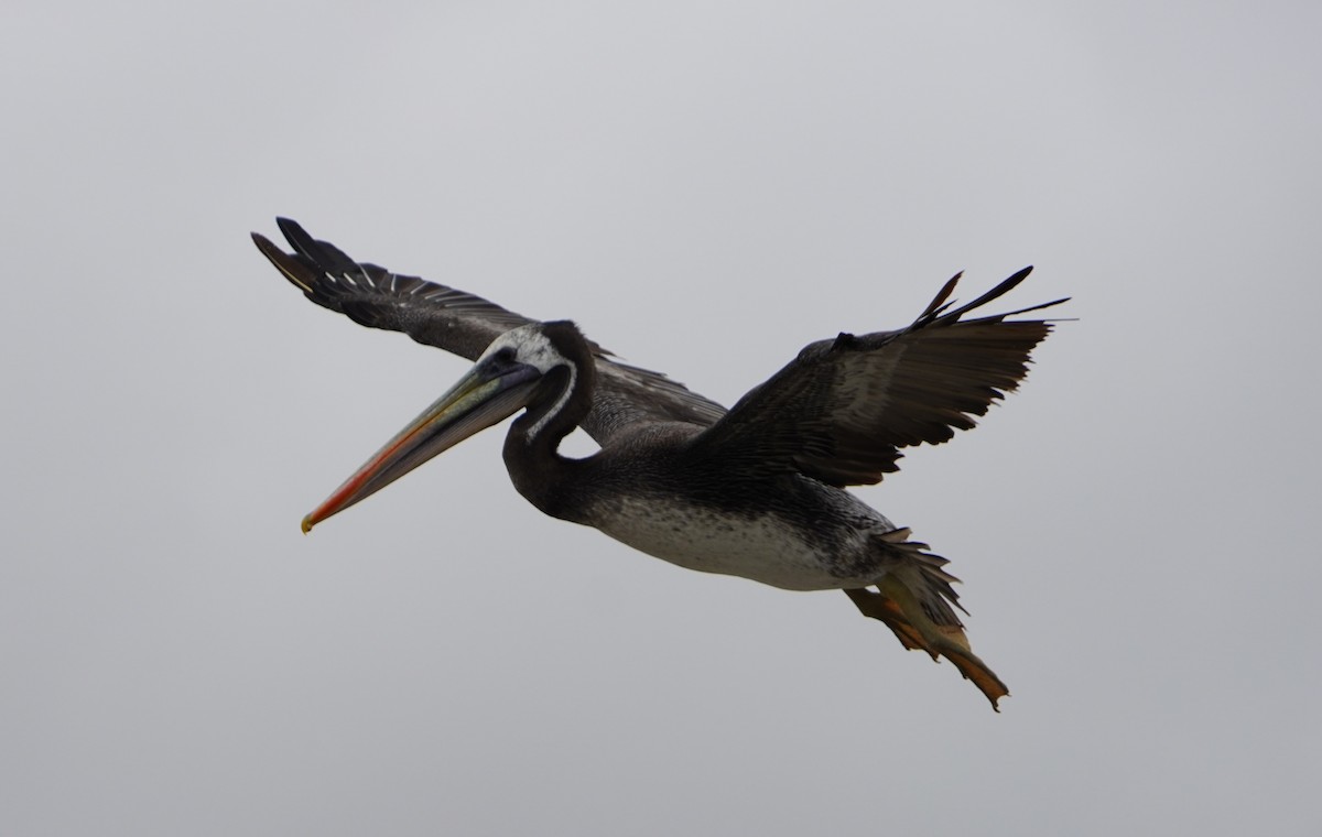 Peruvian Pelican - ML638295624