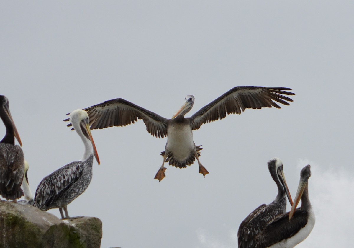 Peruvian Pelican - ML638295625