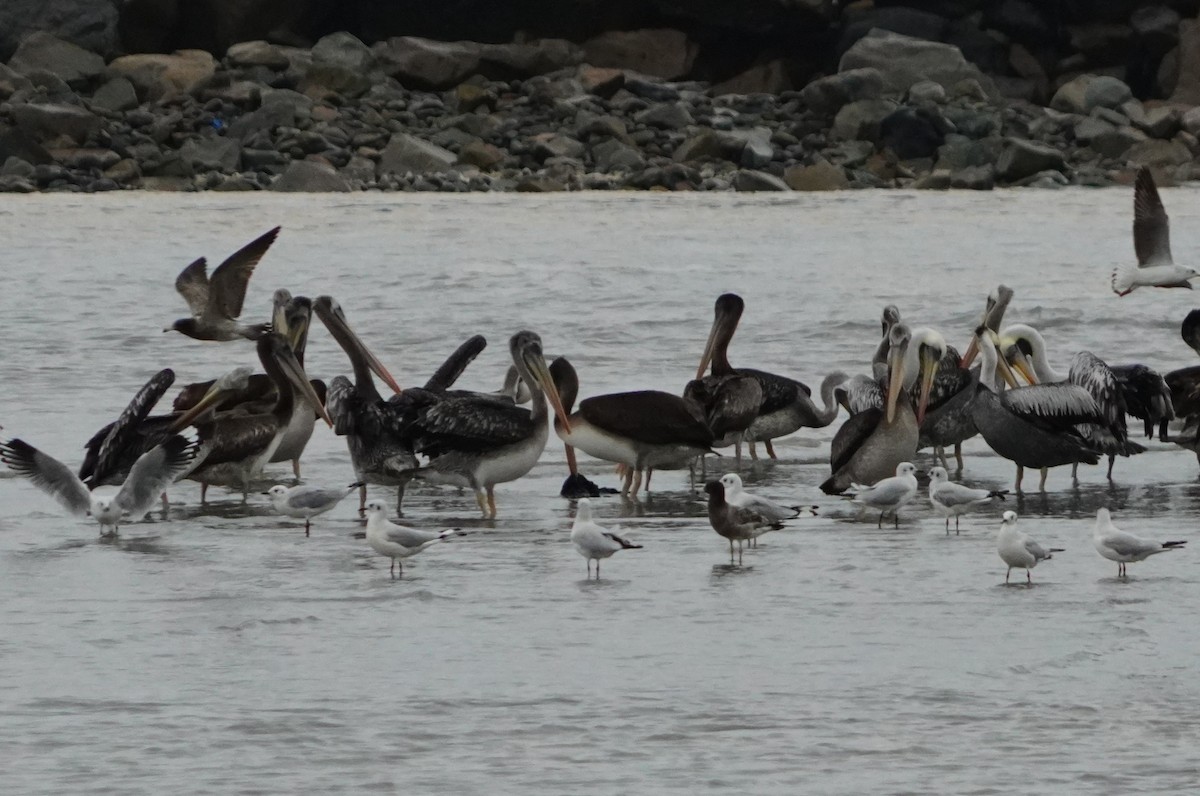 Peruvian Pelican - ML638295626