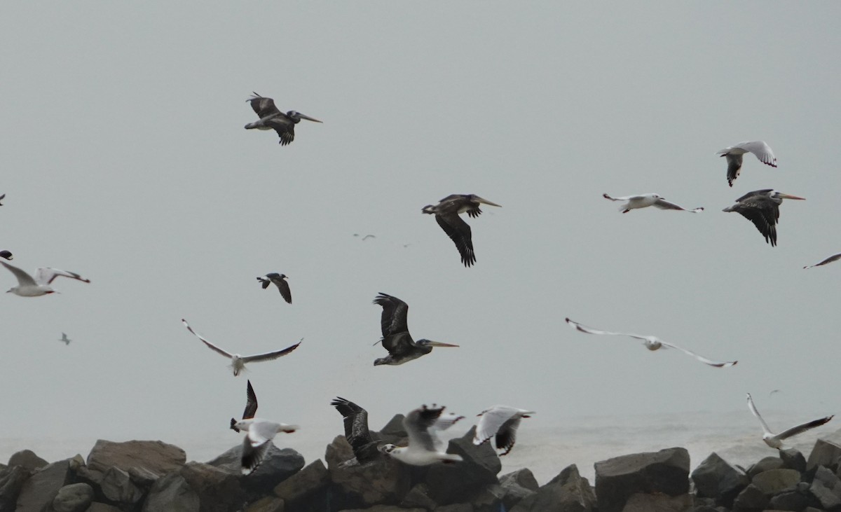 Peruvian Pelican - ML638295627