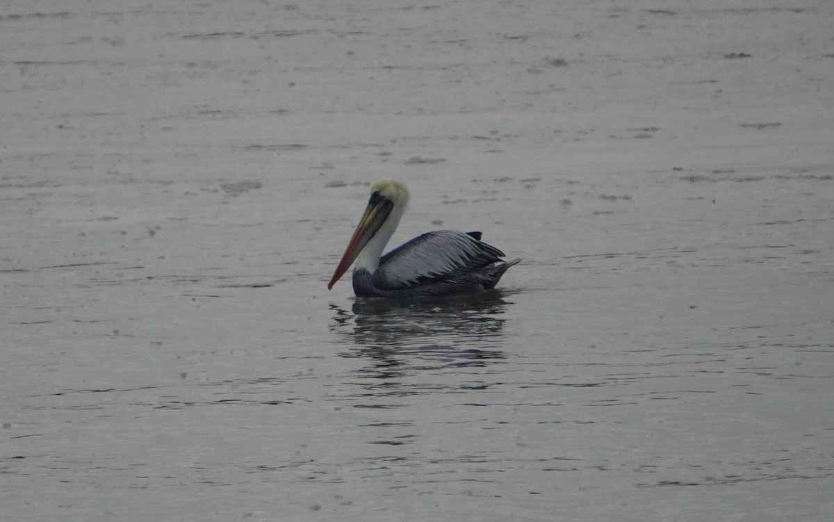 Peruvian Pelican - ML638295628
