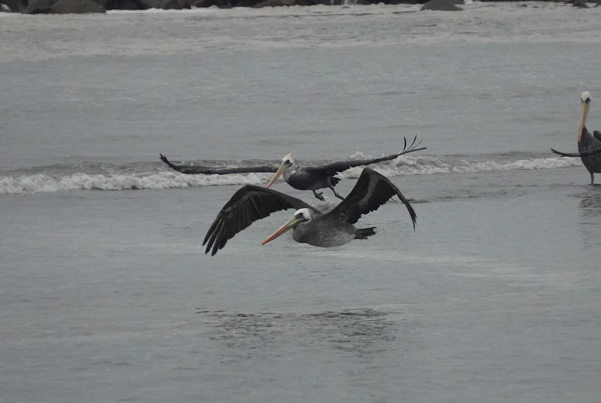 Peruvian Pelican - ML638295629