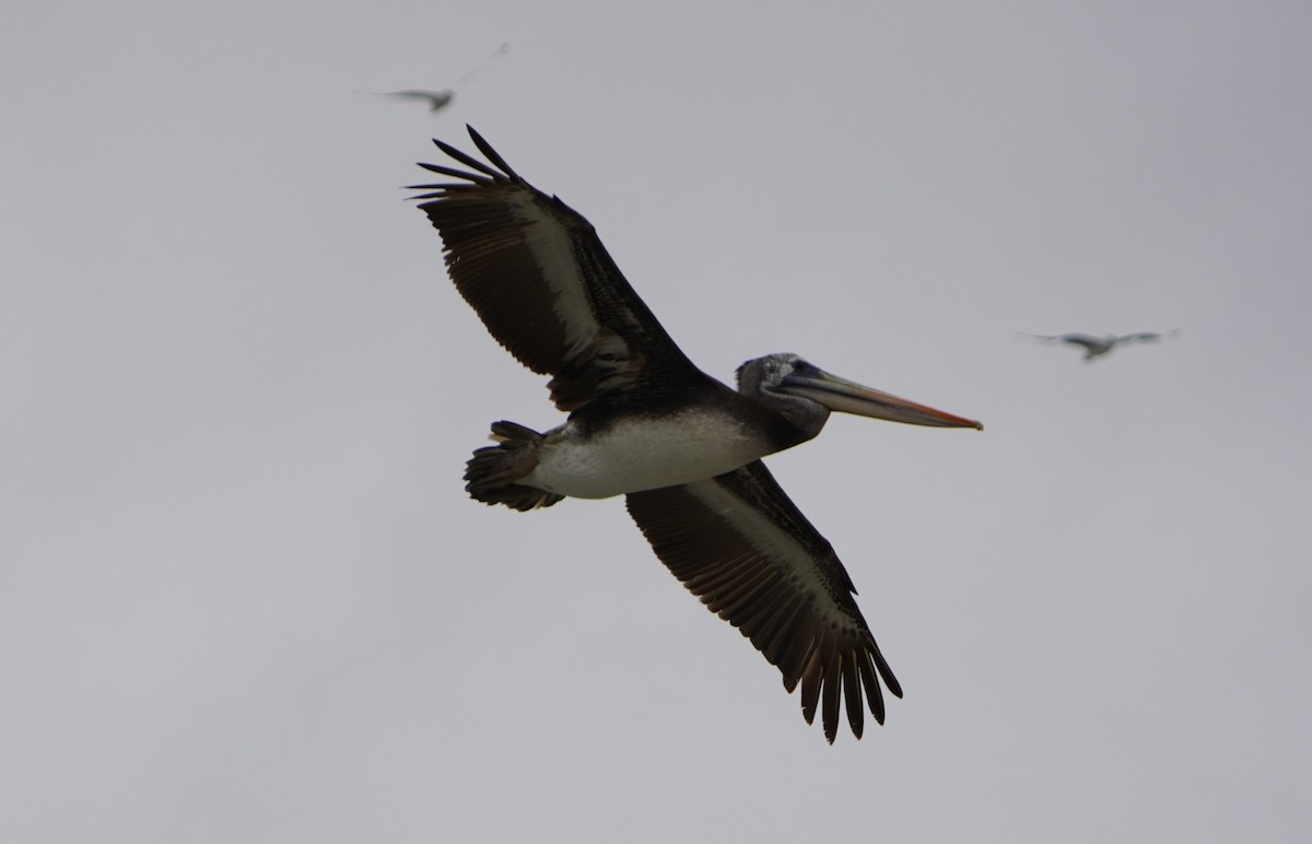 Peruvian Pelican - ML638295630