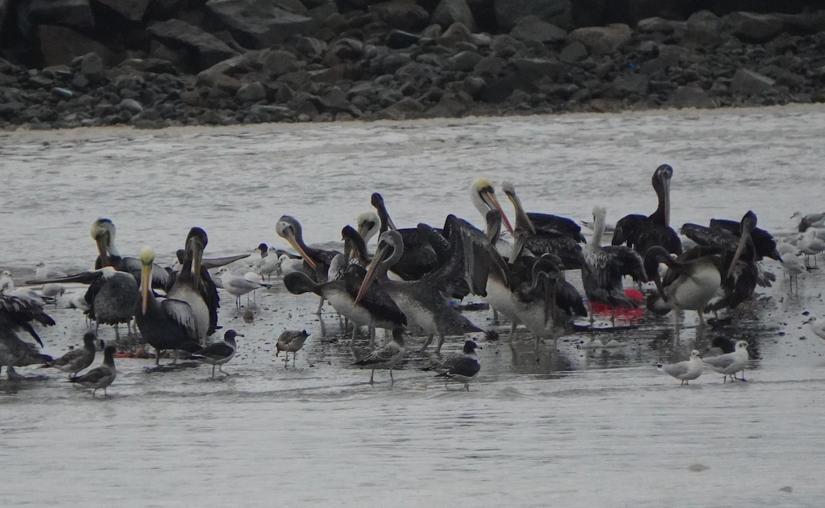 Peruvian Pelican - ML638295632