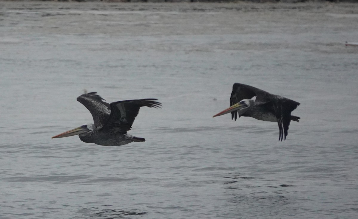 Peruvian Pelican - ML638295634