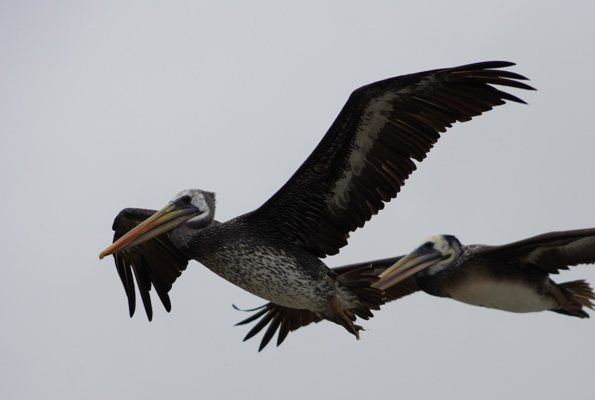 Peruvian Pelican - ML638295635