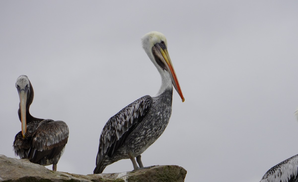 Peruvian Pelican - ML638295637