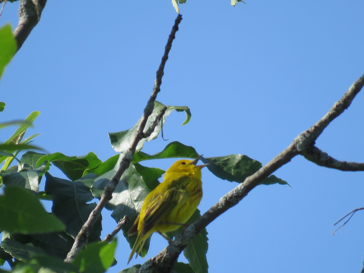 Yellow Warbler - ML638295646