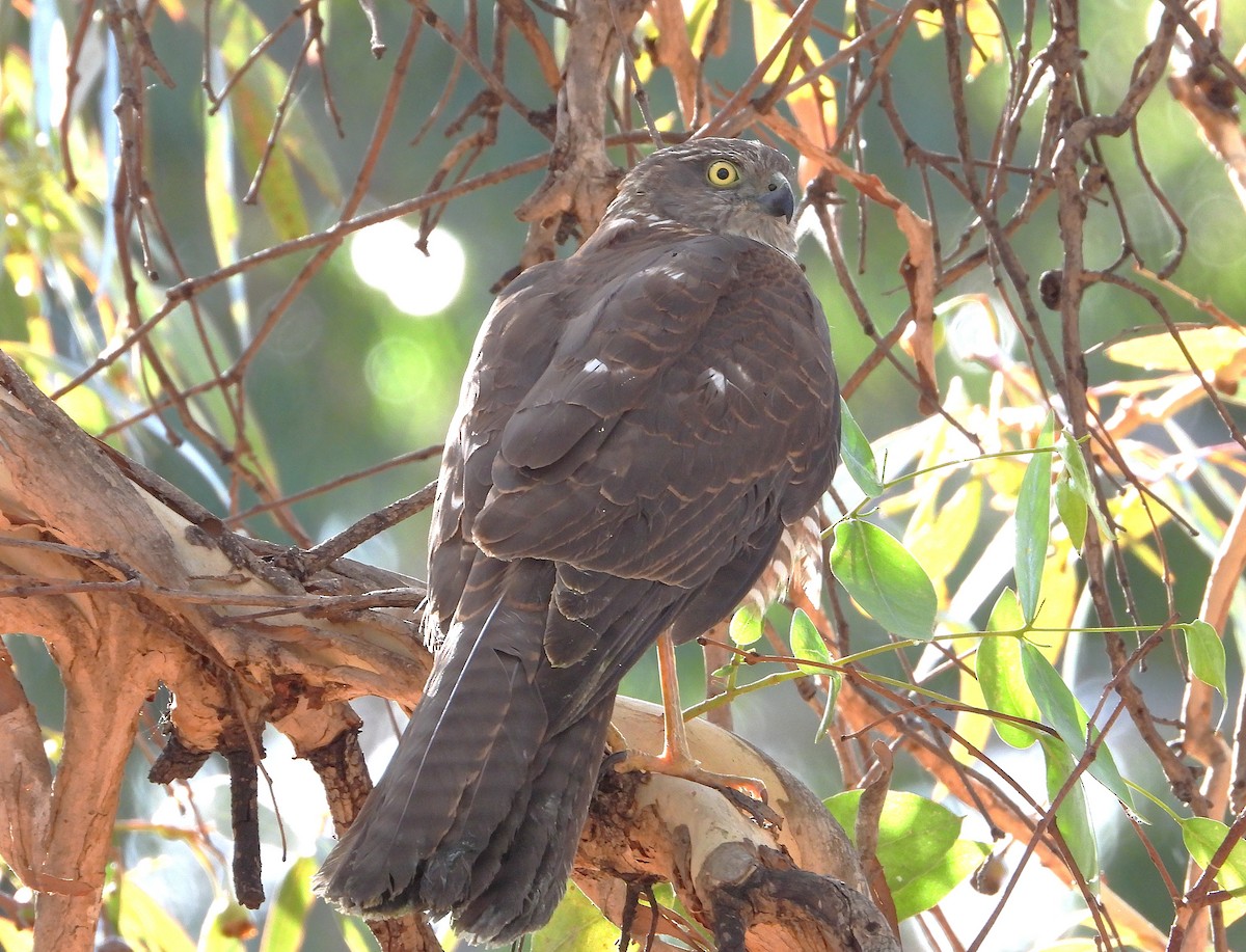Collared Sparrowhawk - ML638295659