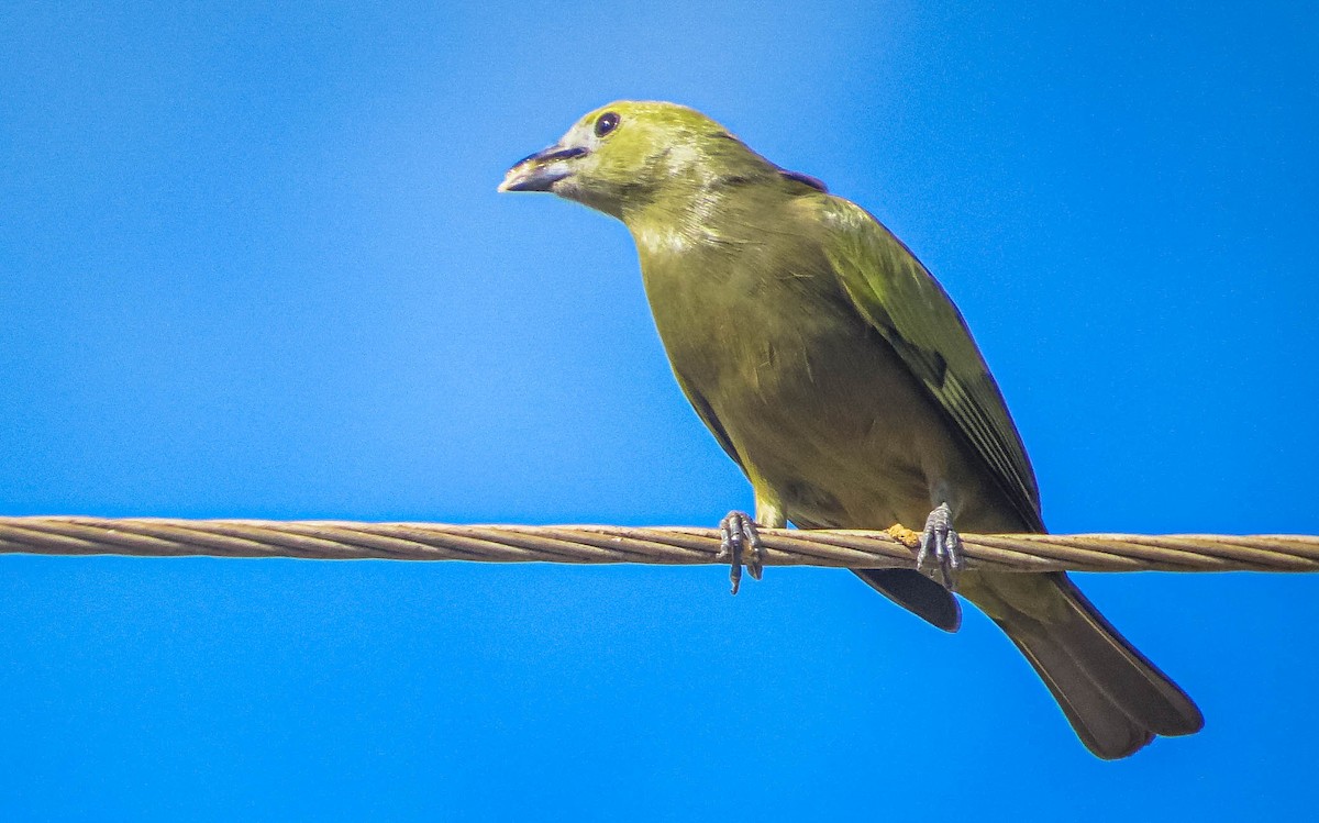 Palm Tanager - ML638295683