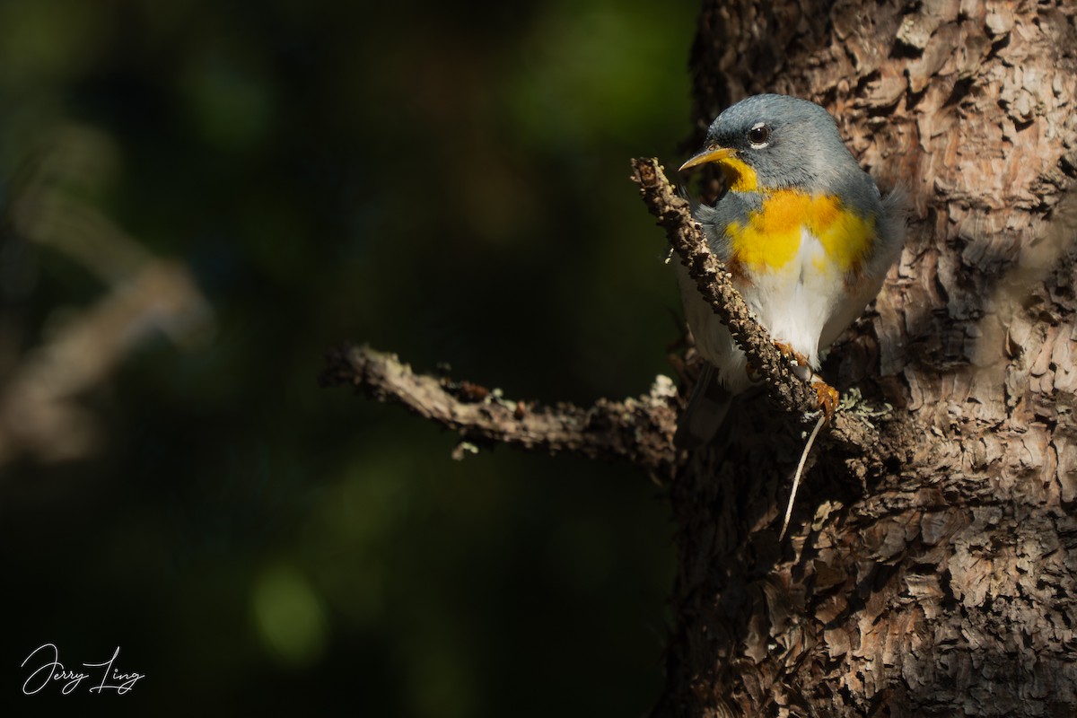 Northern Parula - ML638295689