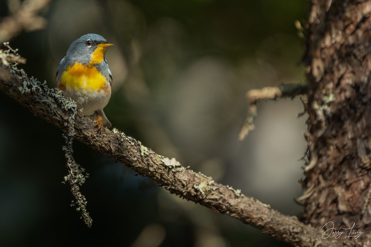 Northern Parula - ML638295690