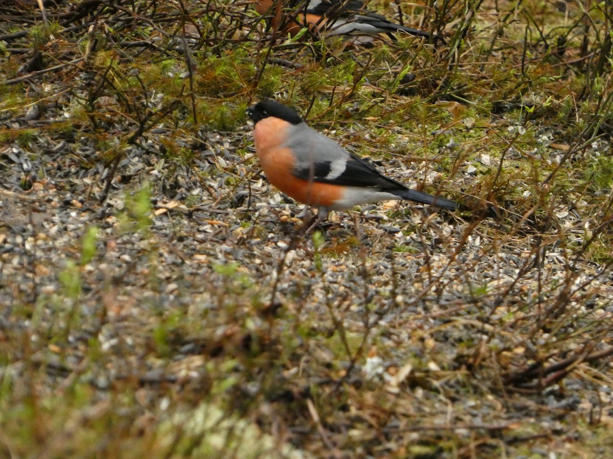 Eurasian Bullfinch - ML638295700