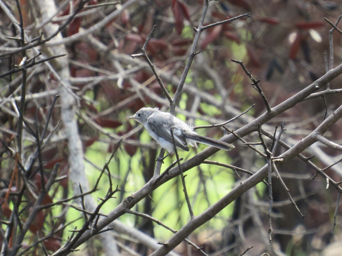 Blue-gray Gnatcatcher - ML638295702